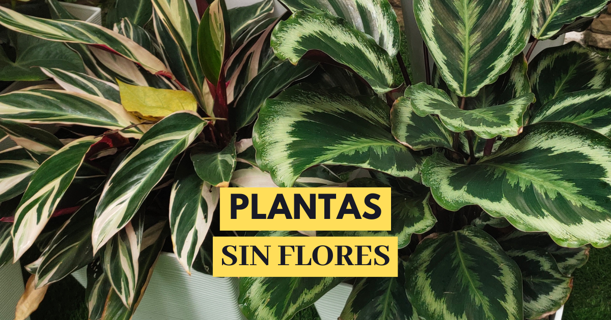 14 Plantas De Interior Sin Flores Pero Muy Bonitas