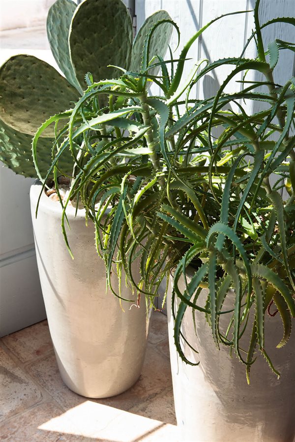 plantas de interior resistentes cactus Manomano. 