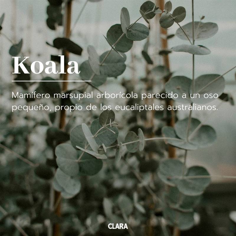 palabras bonitas español koala