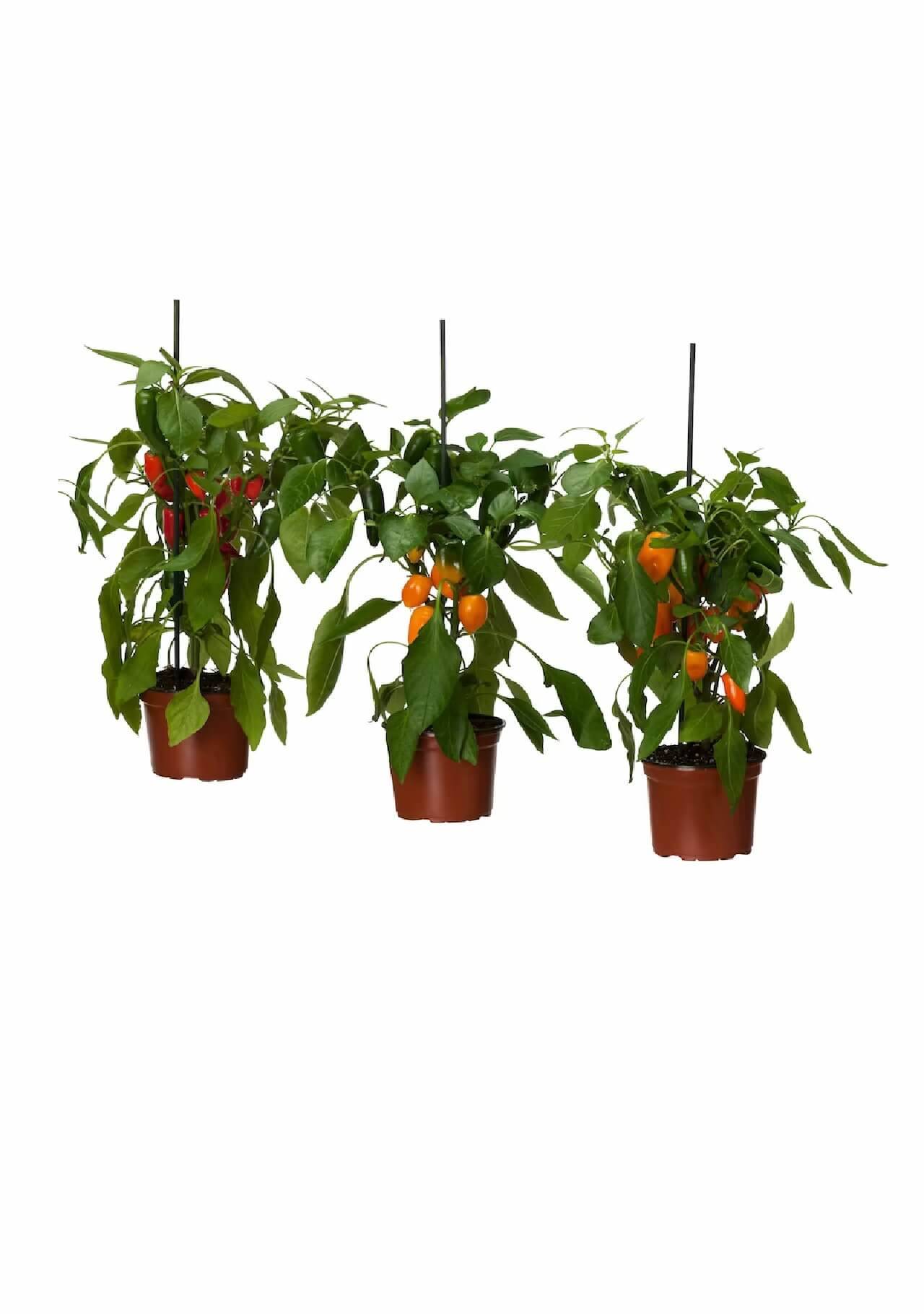 Plantas de Ikea Capsicum Annuum