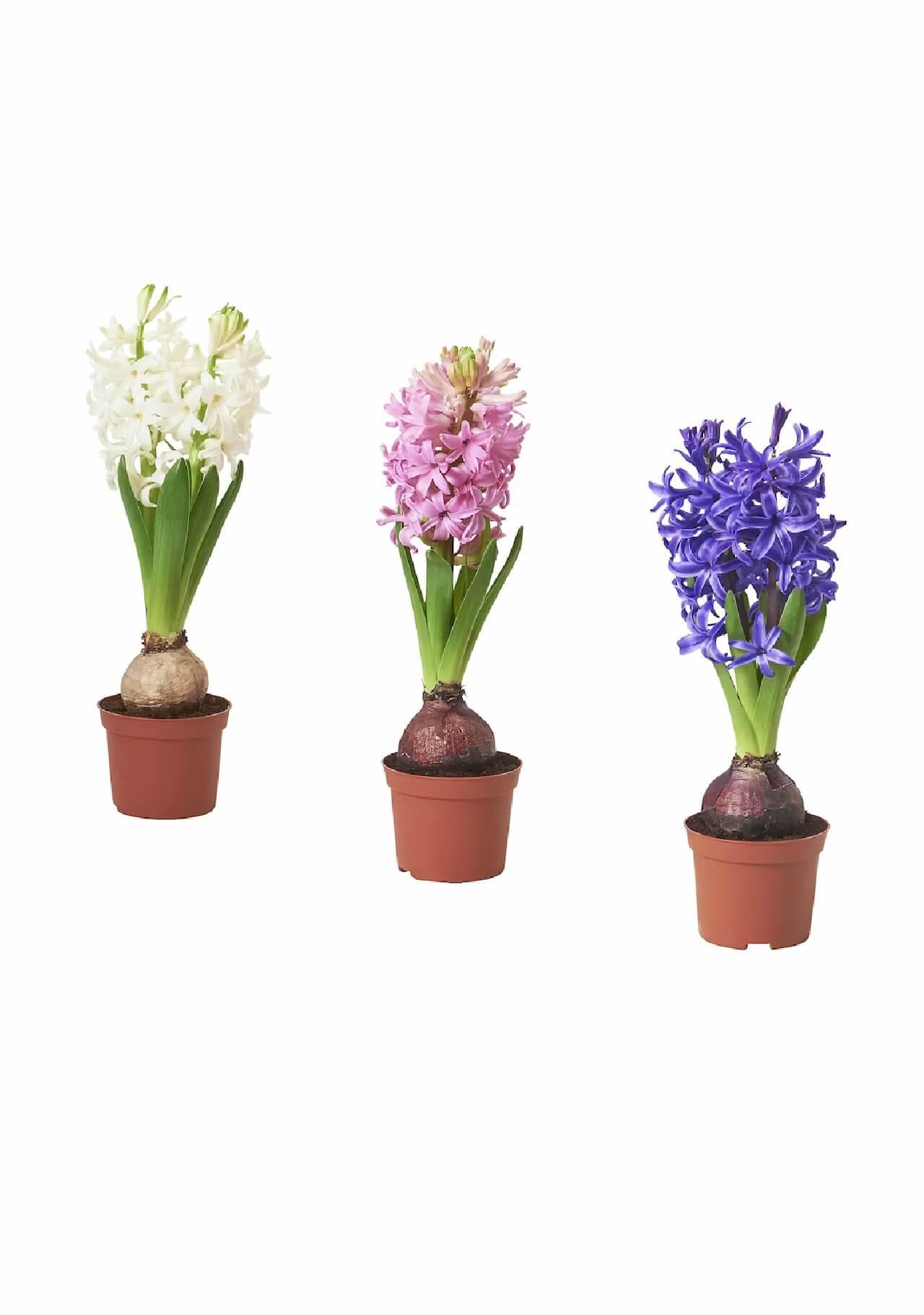 Plantas de Ikea Hyacinthus