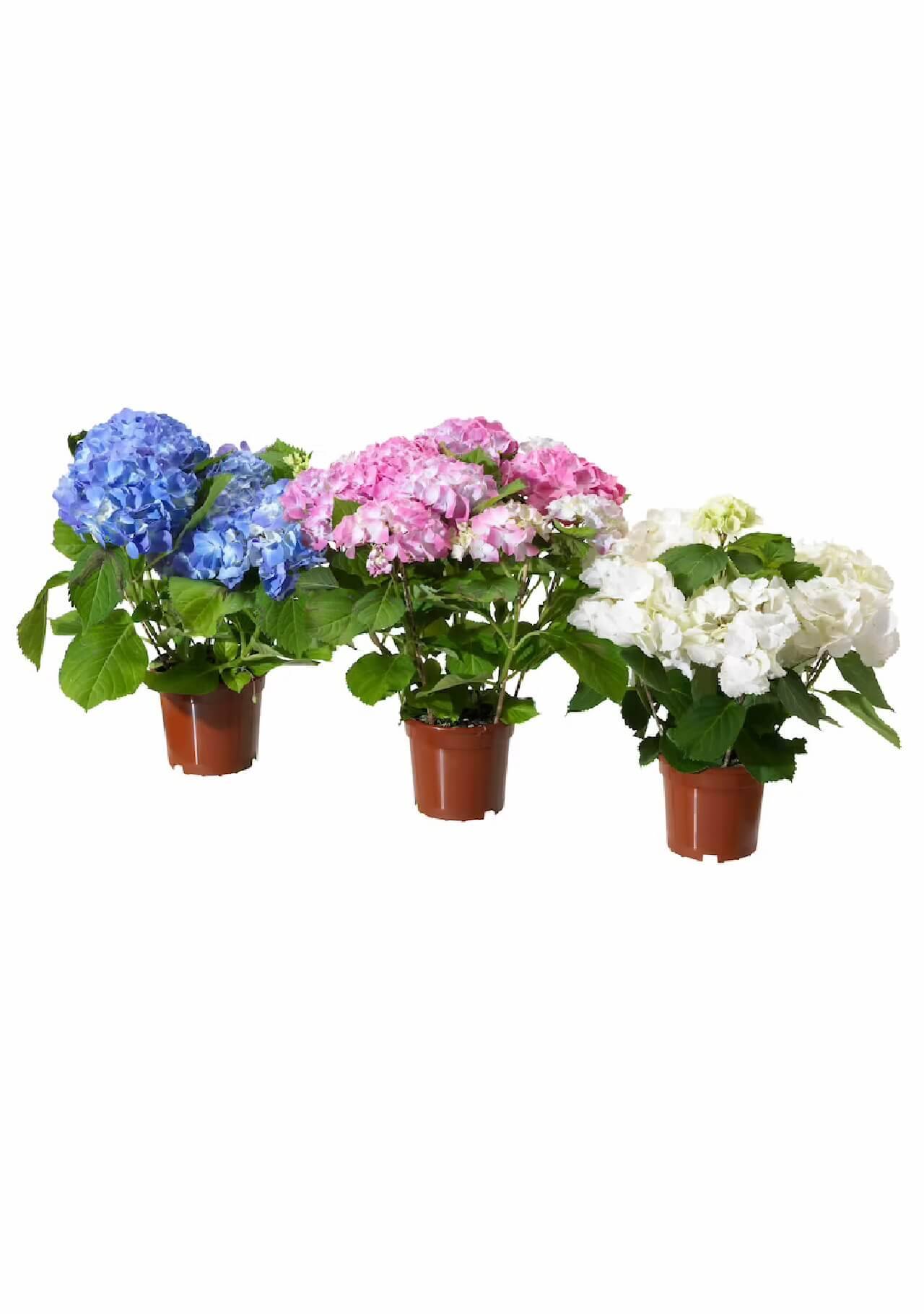 Plantas de Ikea Hydrangea