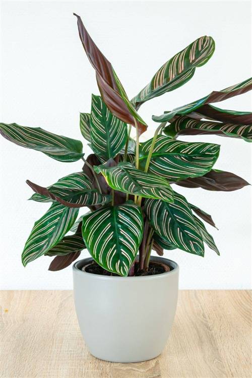 50 nombres de plantas de interior bonitas y sus fotos (en orden alfabético)