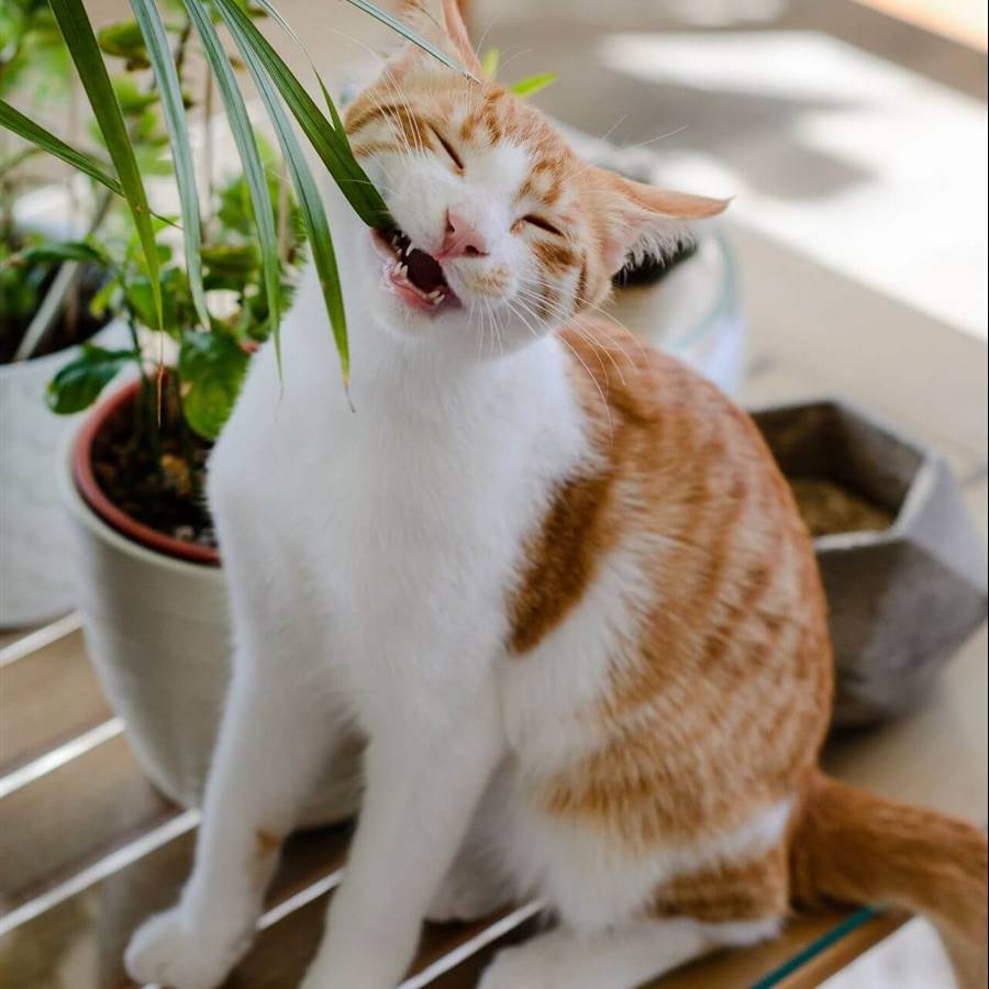 25 plantas muy comunes que son tóxicas para gatos