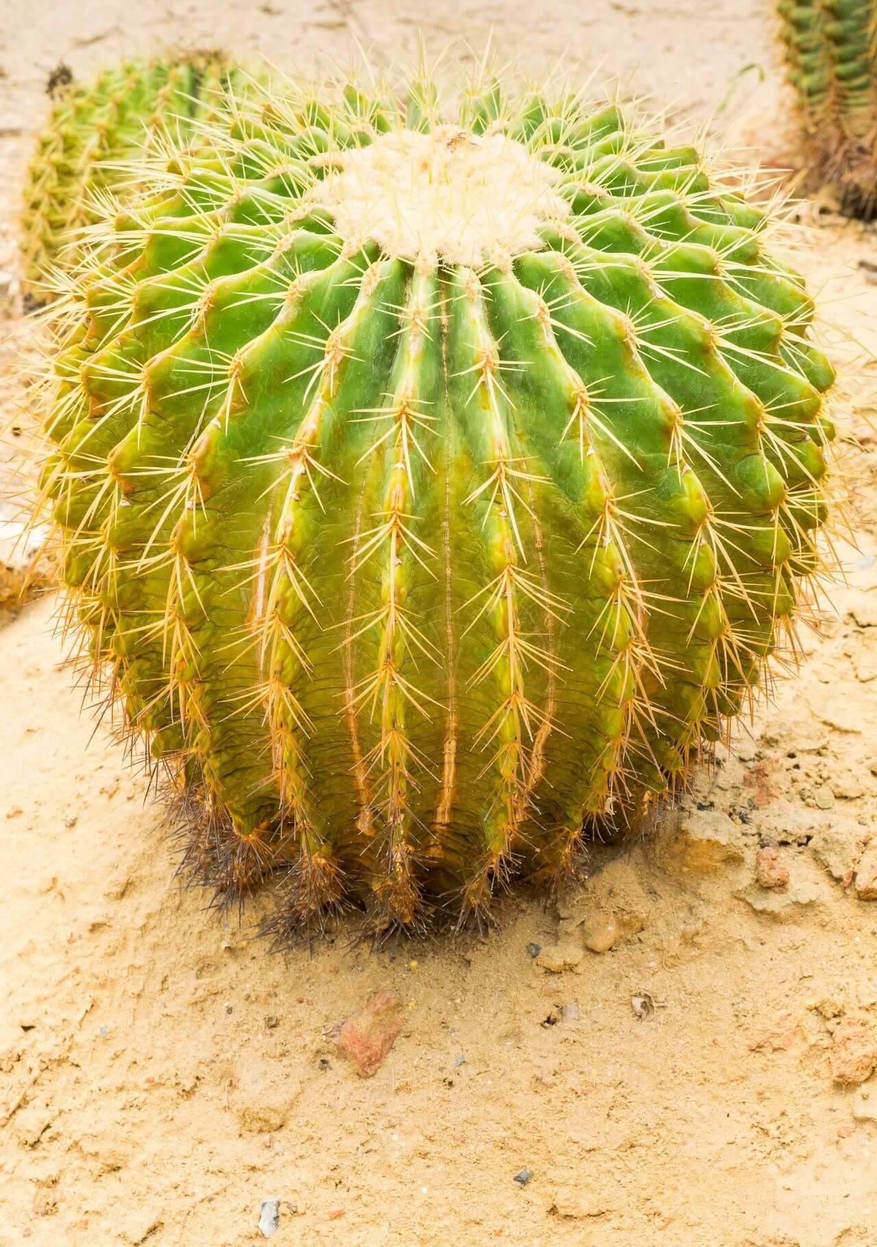plantas que no necesitan agua cactus