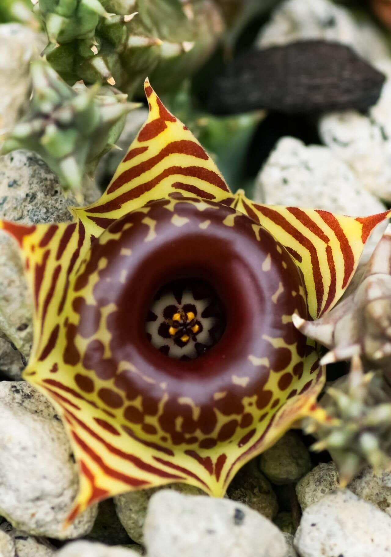 plantas suculentas con flor ojo de dragon