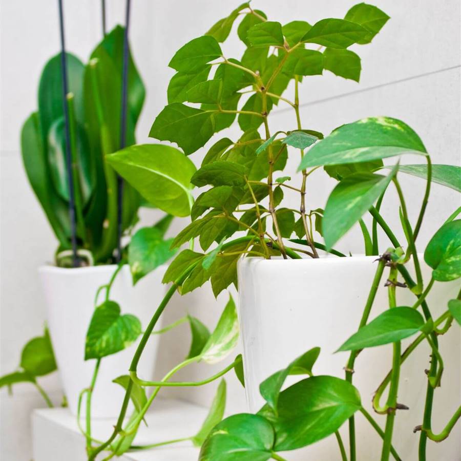 10 plantas perfectas para el baño sea del tamaño que sea