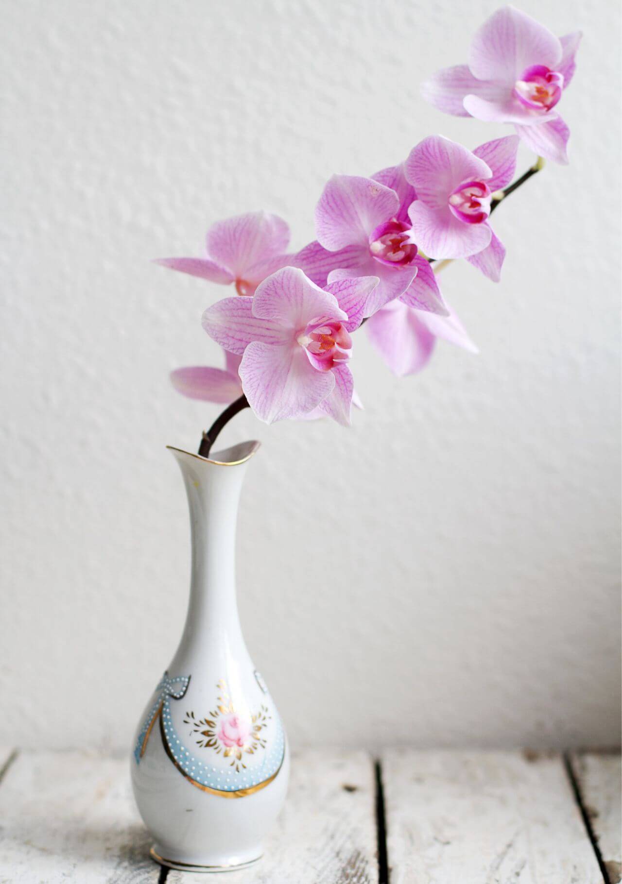 plantas que huelen muy bien orquídea