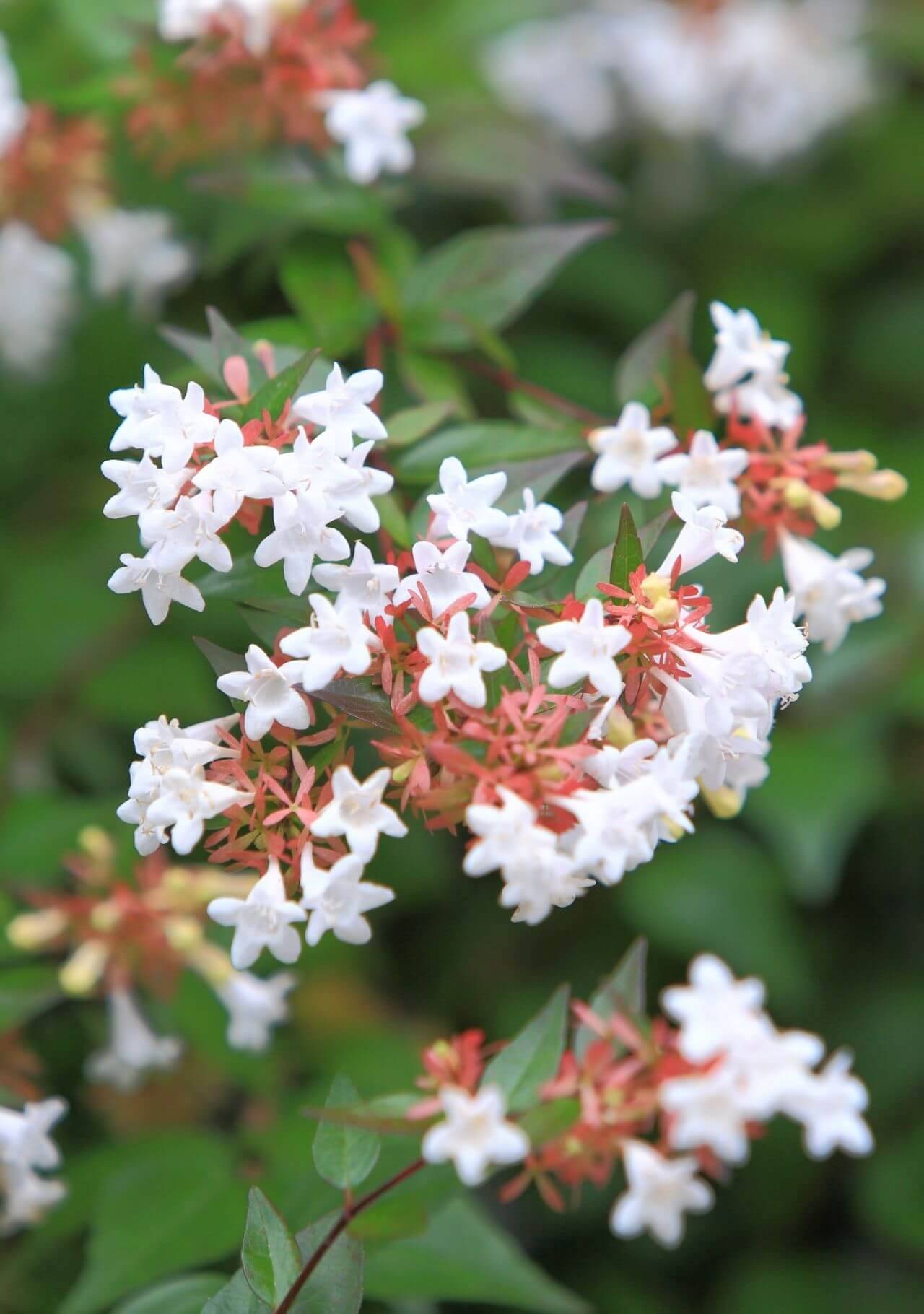 plantas con flores blancas abelia