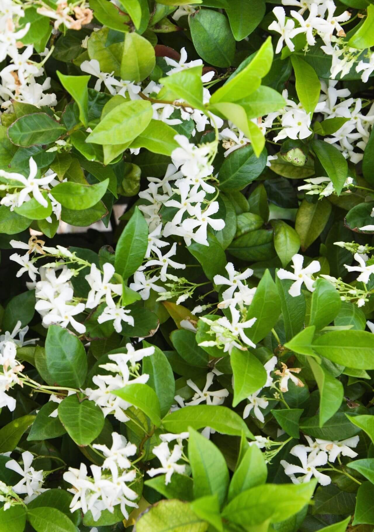 plantas con flores blancas jazmín
