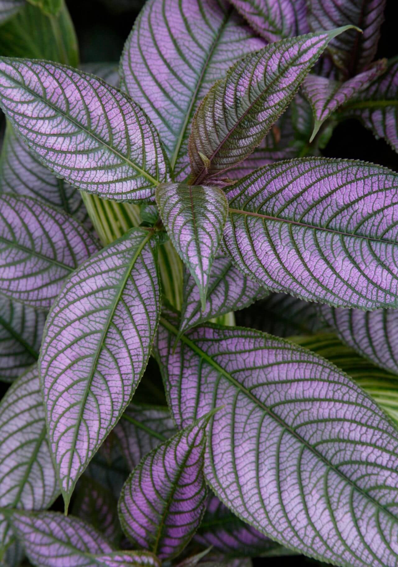 Plantas de interior con hojas de colores Strobilanthes dyerianus