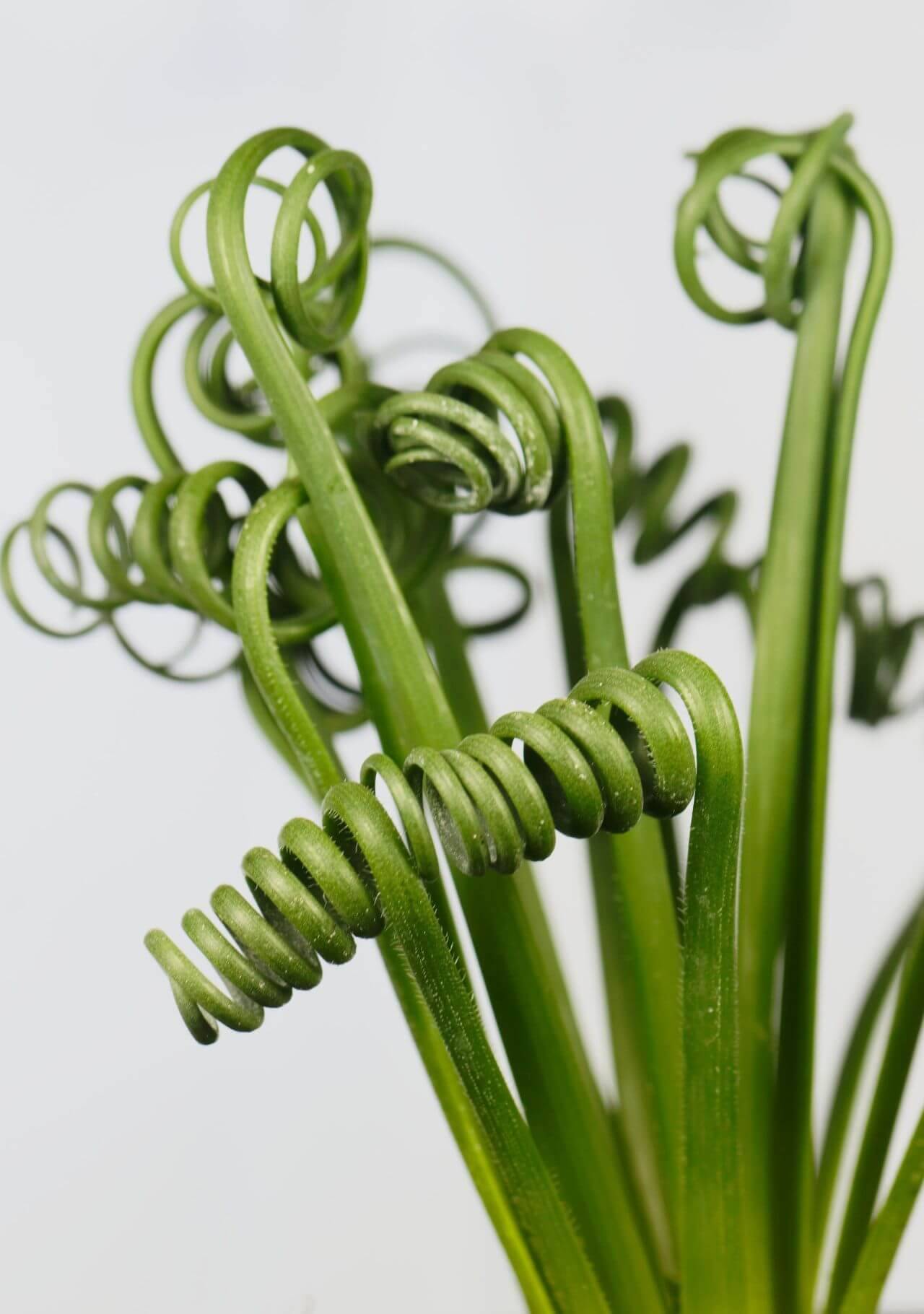 Plantas de interior curiosas Albuca spiralis