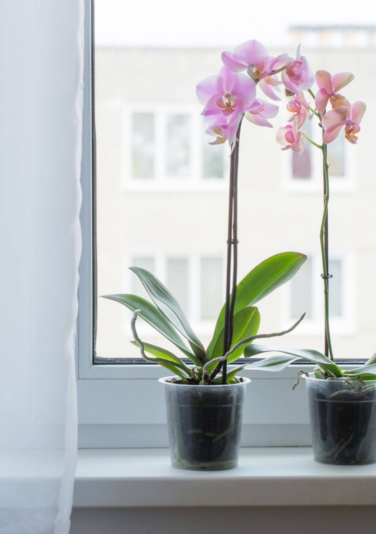 Plantas de interior que dan suerte orquídea