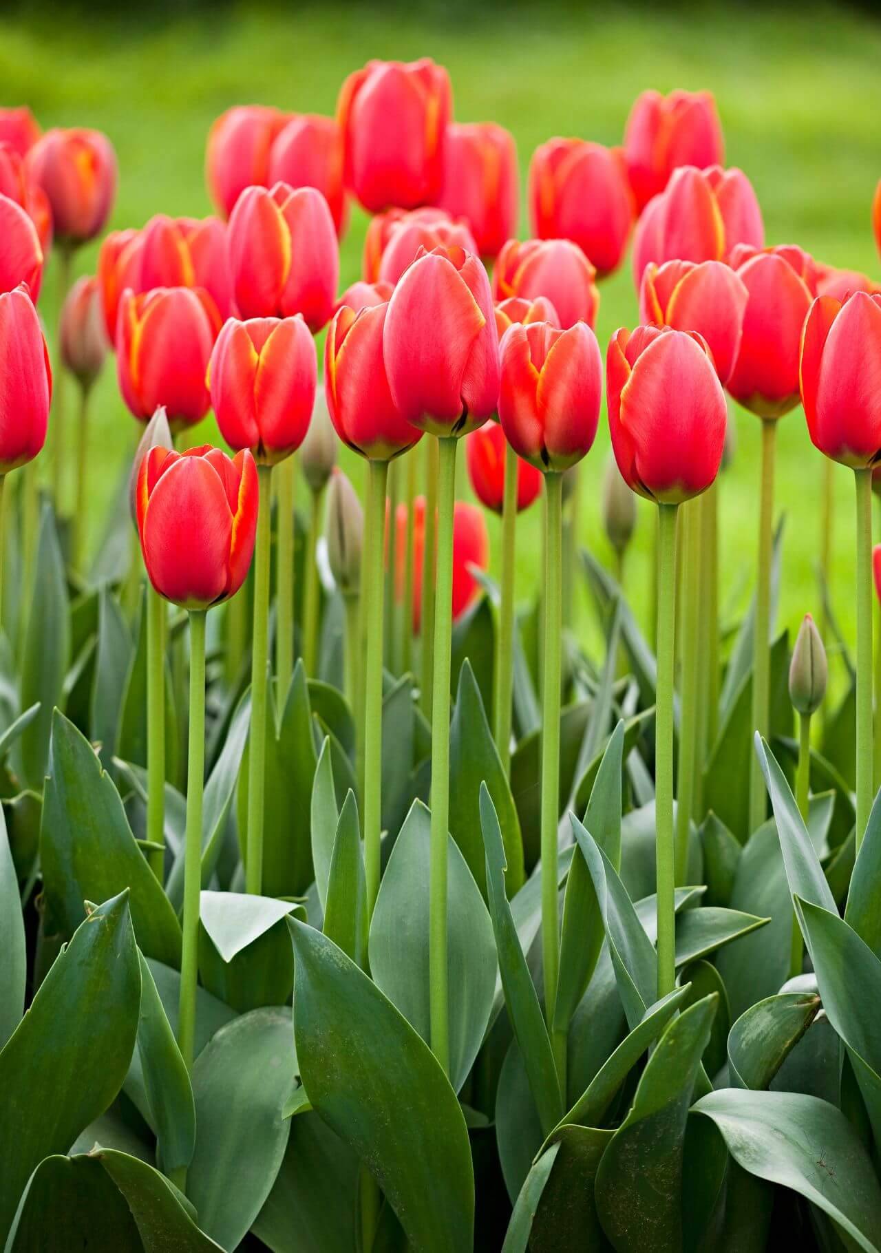 nombres de flores tulipán