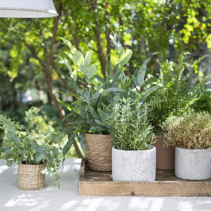 15 plantas de invierno resistentes al frío que podrás tener en tu balcón o jardín