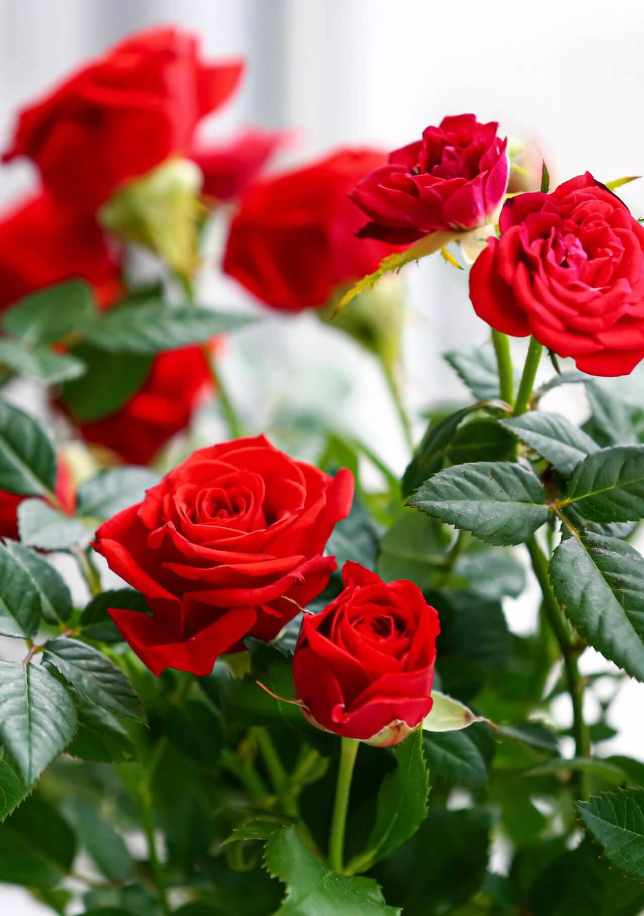significado flores para regalar rosa