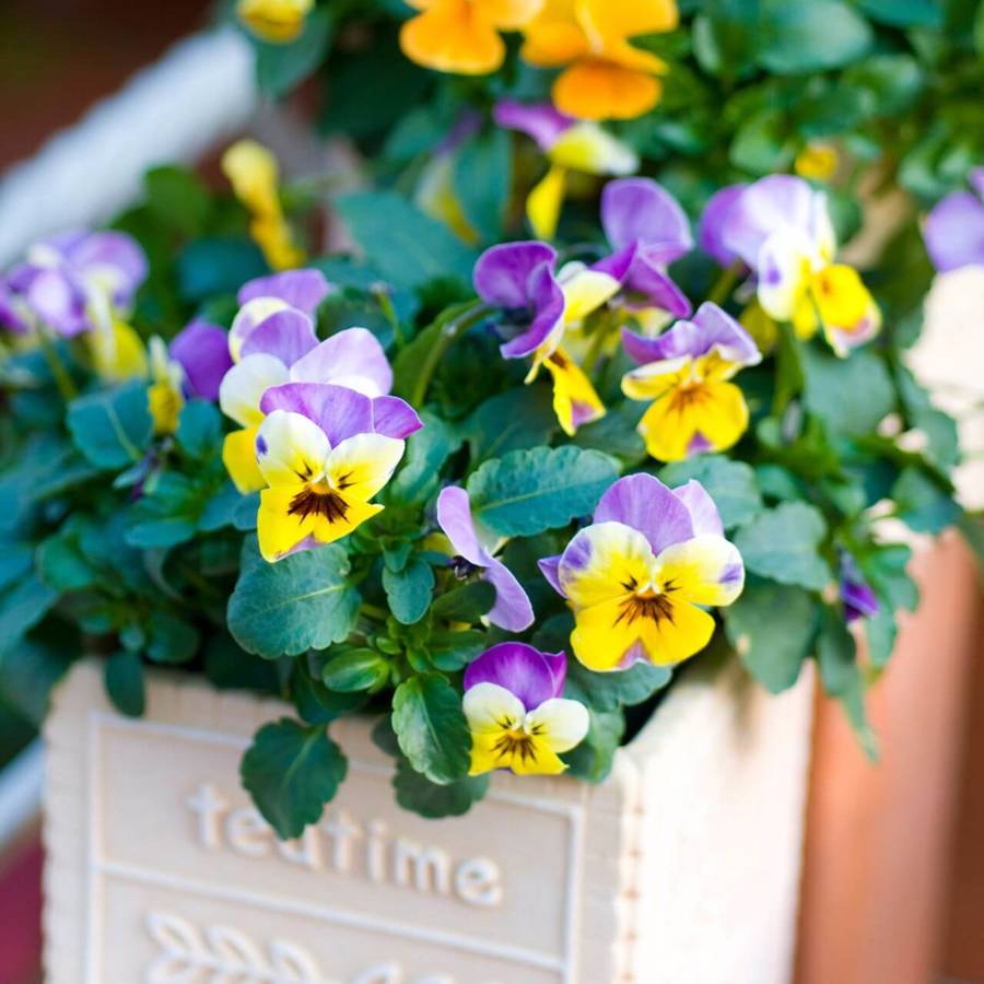 Estas plantas pequeñas que florecen en primavera son ideales para decorar tu casa