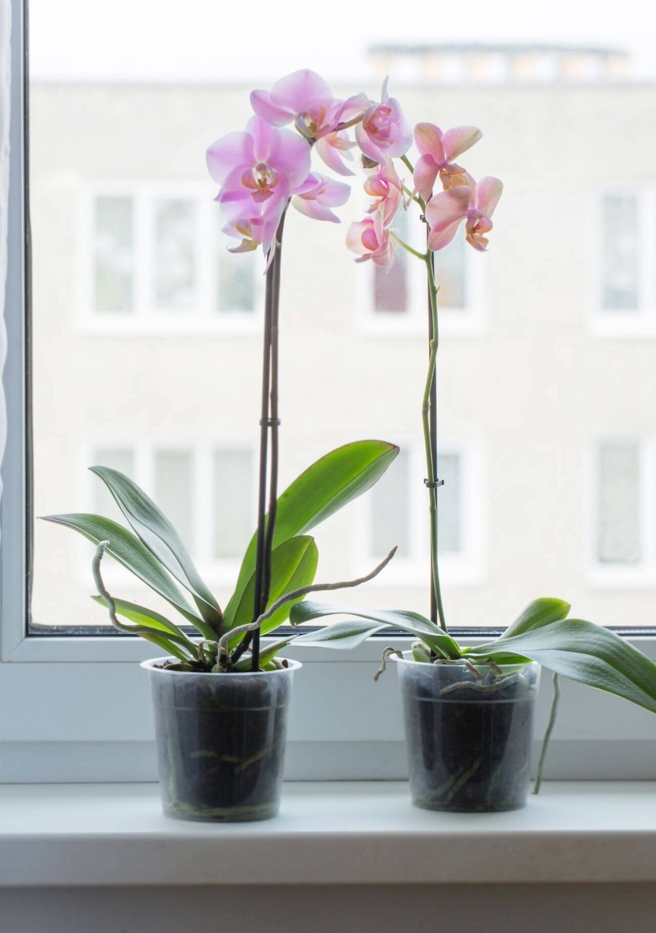 plantas de interior primavera orquídea