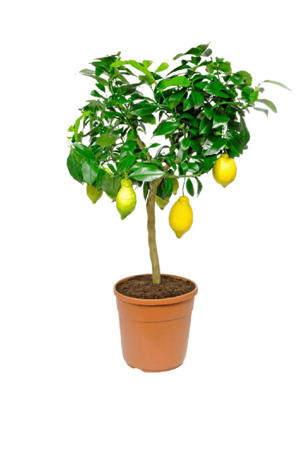 plantas bonitas baratas aldi y lidl limonero