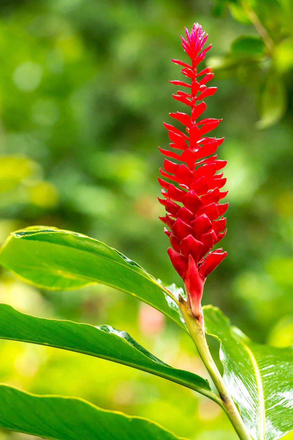 plantas tropicales de exterior jengibre rojo