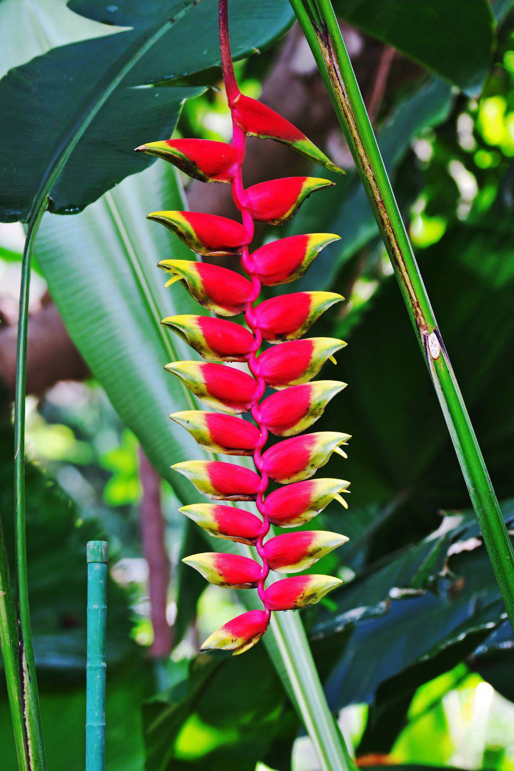 plantas tropicales de exterior pico de tucan