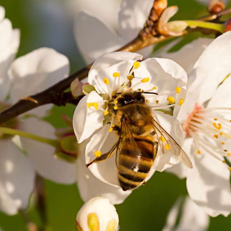 10 plantas para ahuyentar abejas y avispas de forma natural y EFECTIVA fáciles de conseguir