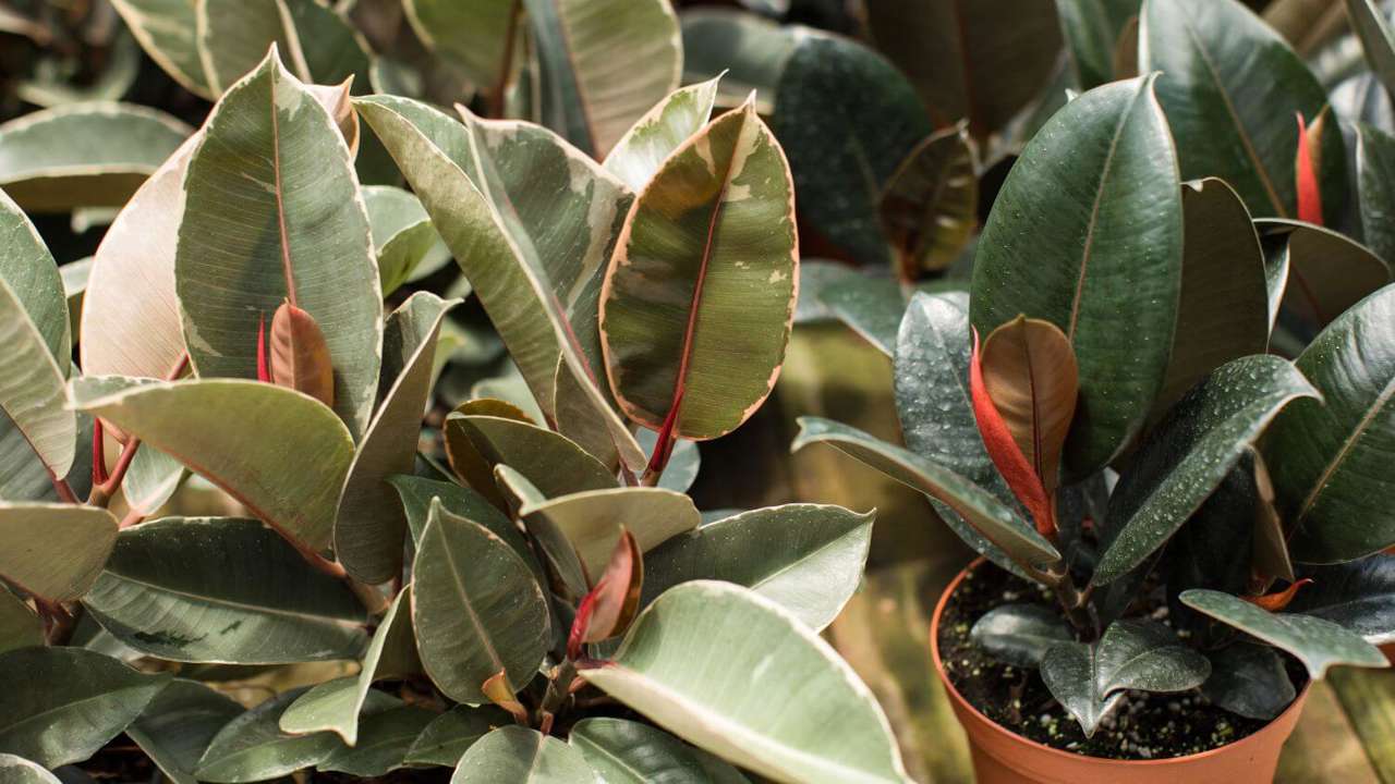 tipos ficus