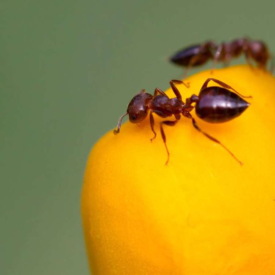 ¡Adiós hormigas! Prueba el truco más fácil y eficaz para eliminarlas con esto que tomas cada día