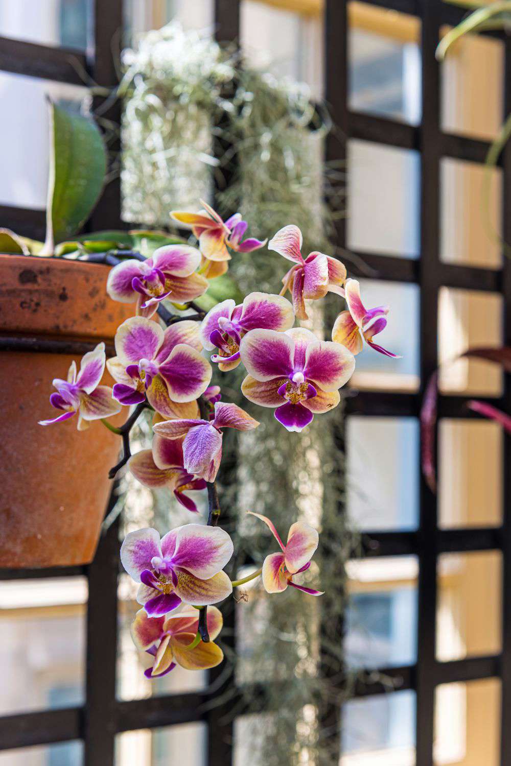 plantas que atraen el dinero orquídea