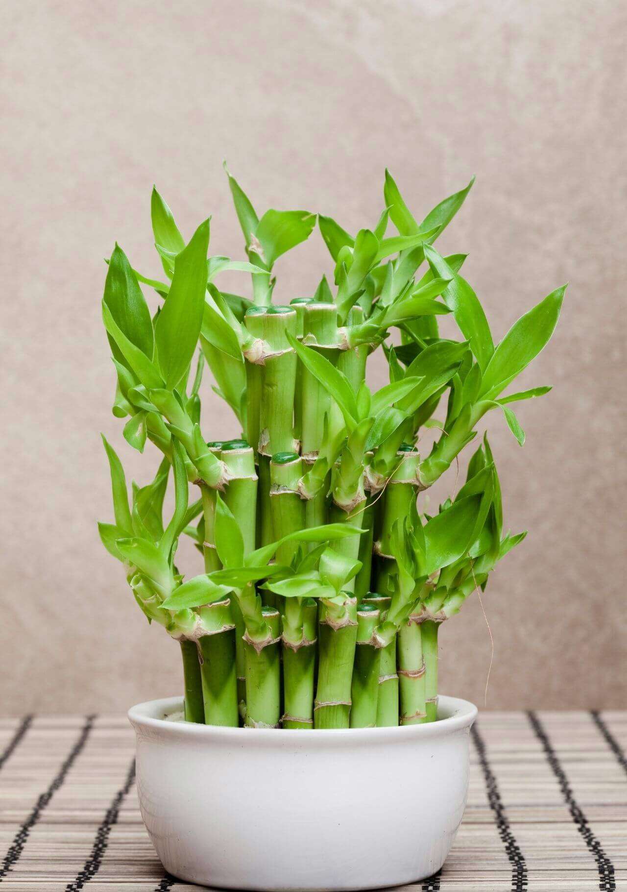plantas que atraen el dinero bambú de la suerte