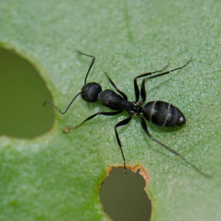 10 remedios naturales para ahuyentar a las hormigas (funcionan de verdad)
