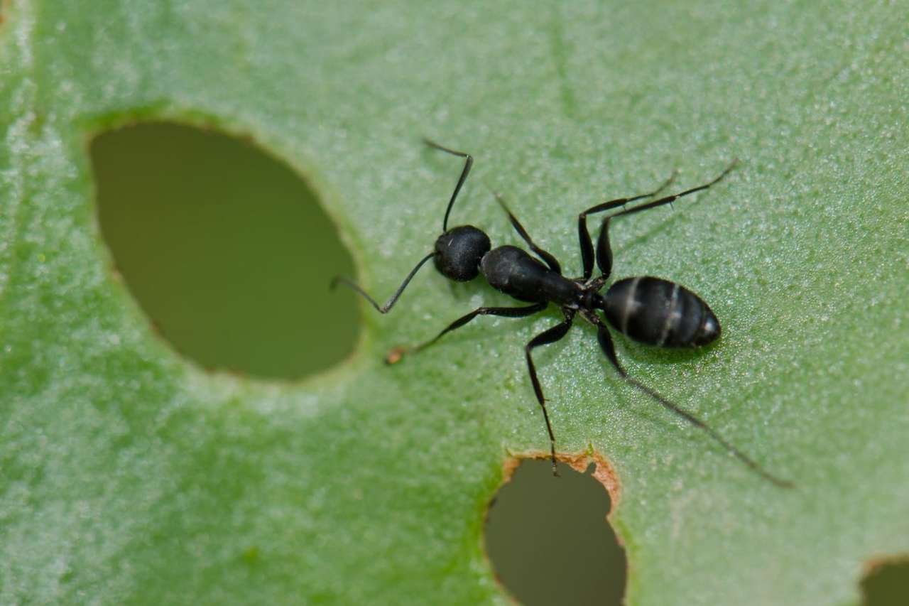 remedios naturales hormigas