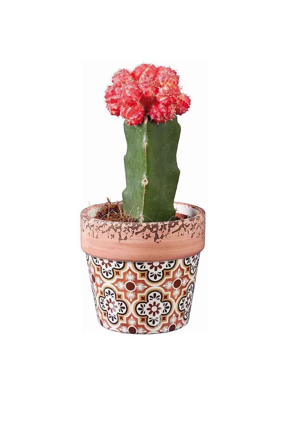 plantas veraniegas lidl y aldi cactus