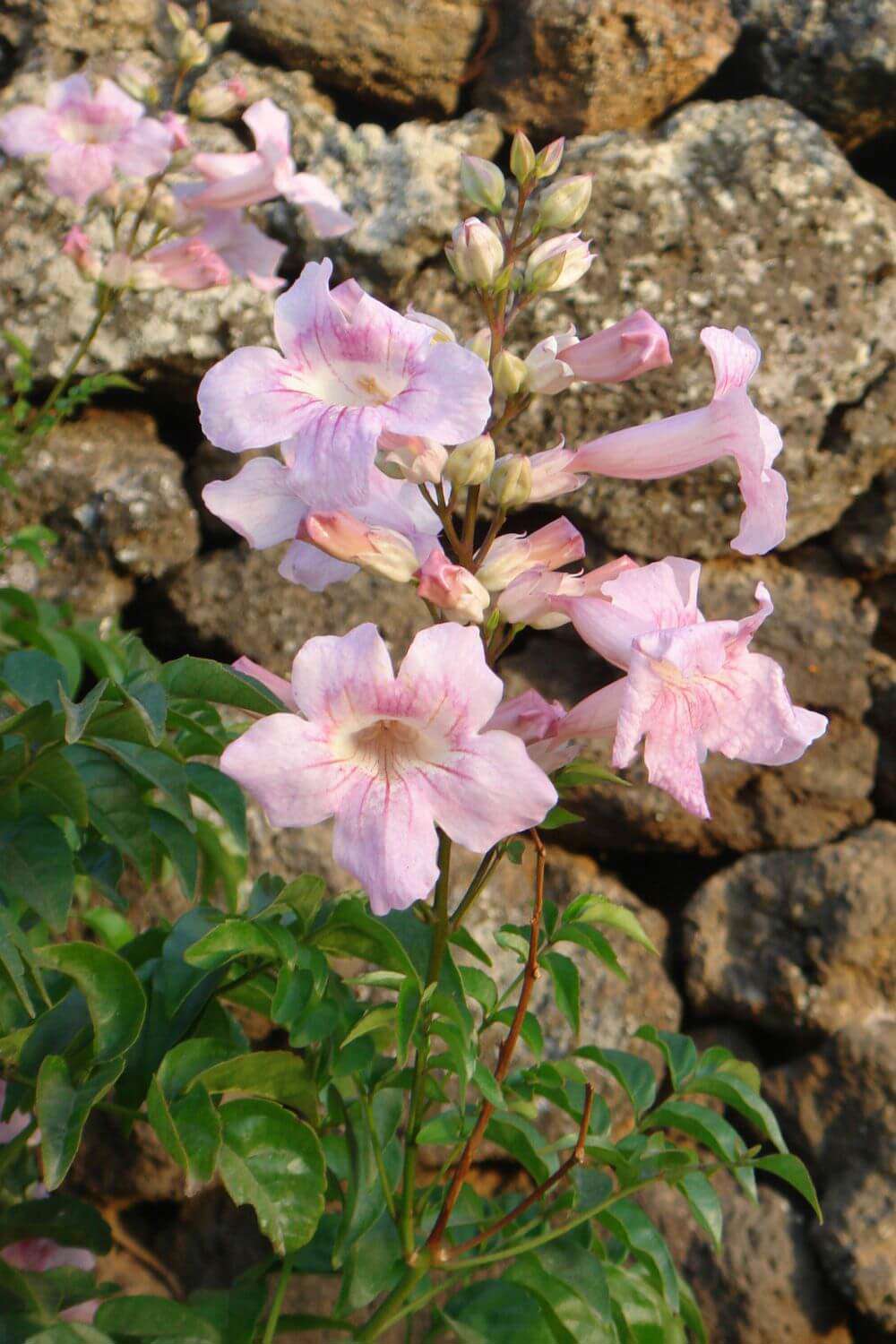 plantas al lado del mar bignonia rosa