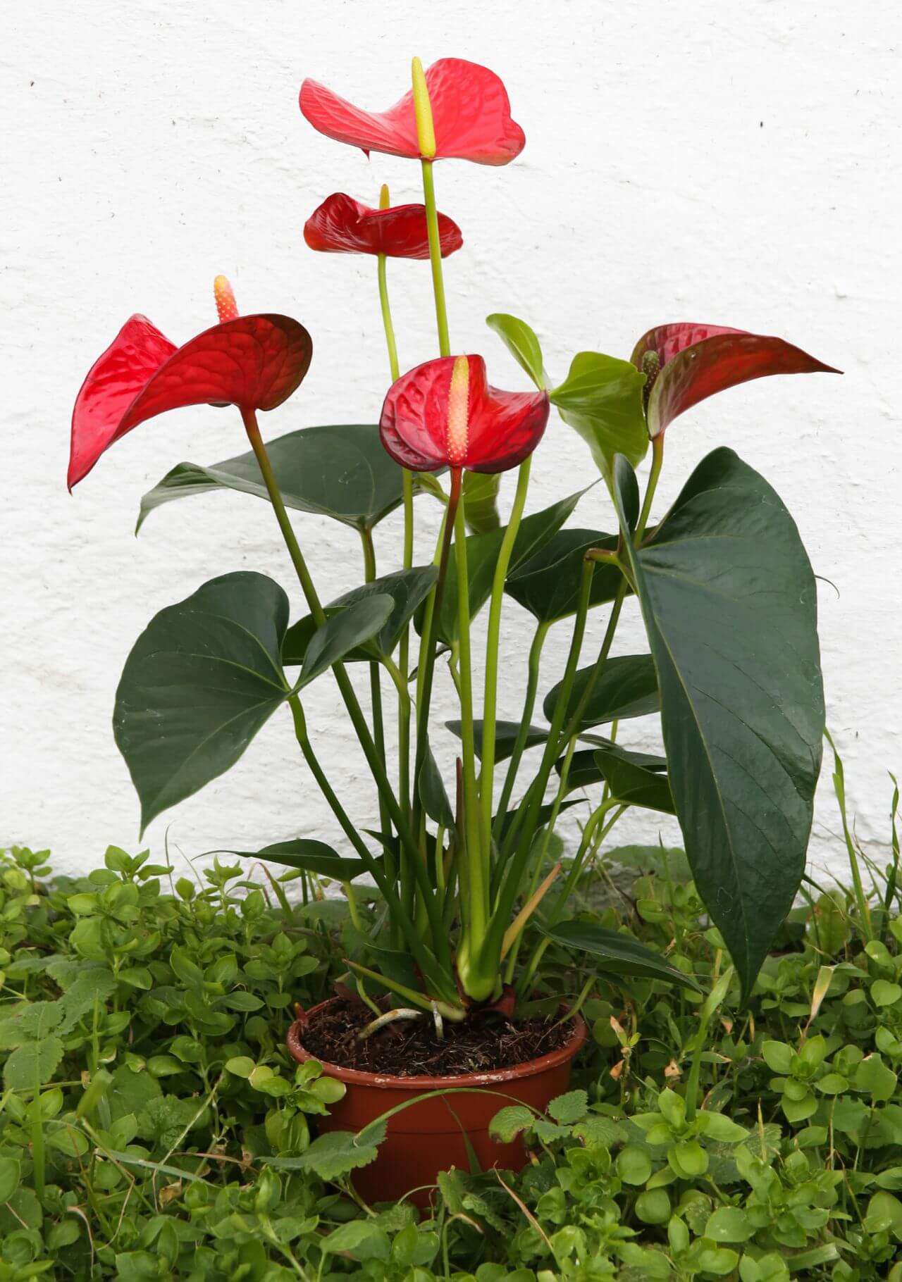 plantas que atraen al amor feng shui anturio
