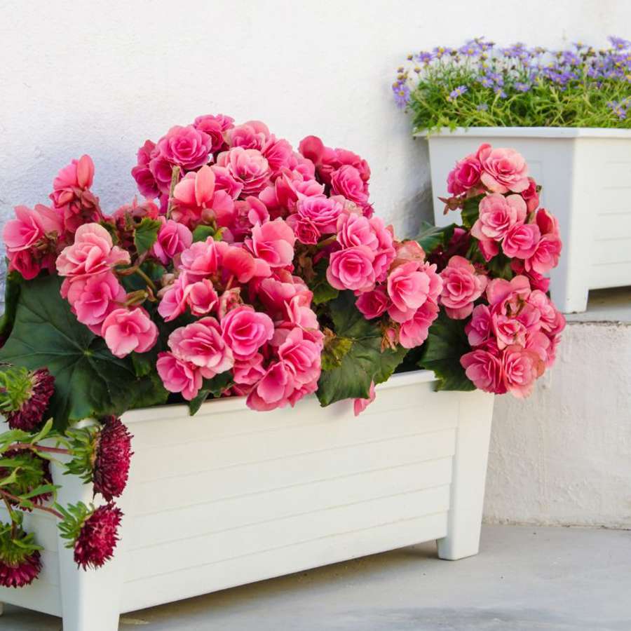 Lidl arrasa con estas 3 plantas con flor en oferta para decorar tu casa con estilo desde 1,99€ 