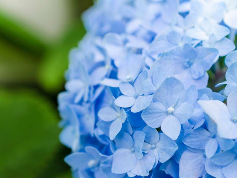 Lacecap Hydrangea, el color azul de las hortensias
