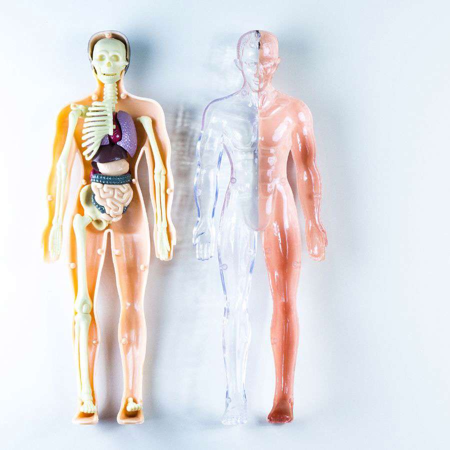 25 curiosidades sorprendentes sobre el cuerpo humano que te fascinarán
