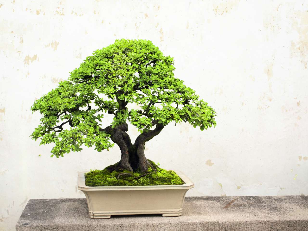 Para el Feng Shui, el bonsái es una planta cargada de significado, pero debes saber dónde colocarla en casa para atraer lo bueno a tu hogar
