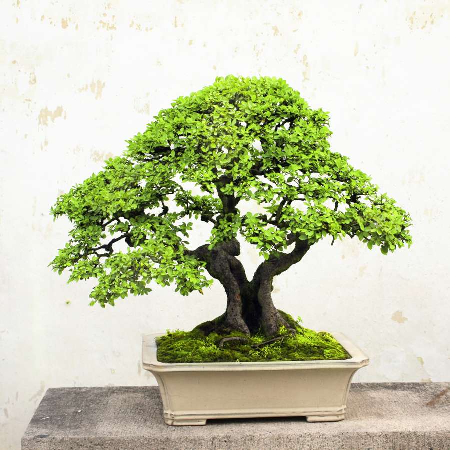 Dónde colocar un bonsái según el Feng Shui para tener energías positivas en casa