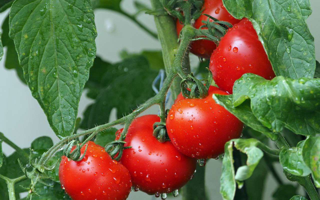 Alimentos que no engordan: tomates