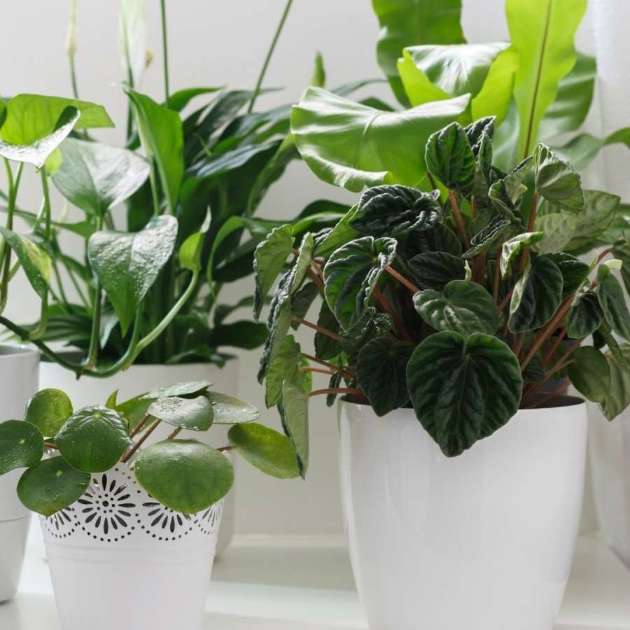 10 plantas que NO deberías tener dentro de casa porque dan MALA SUERTE