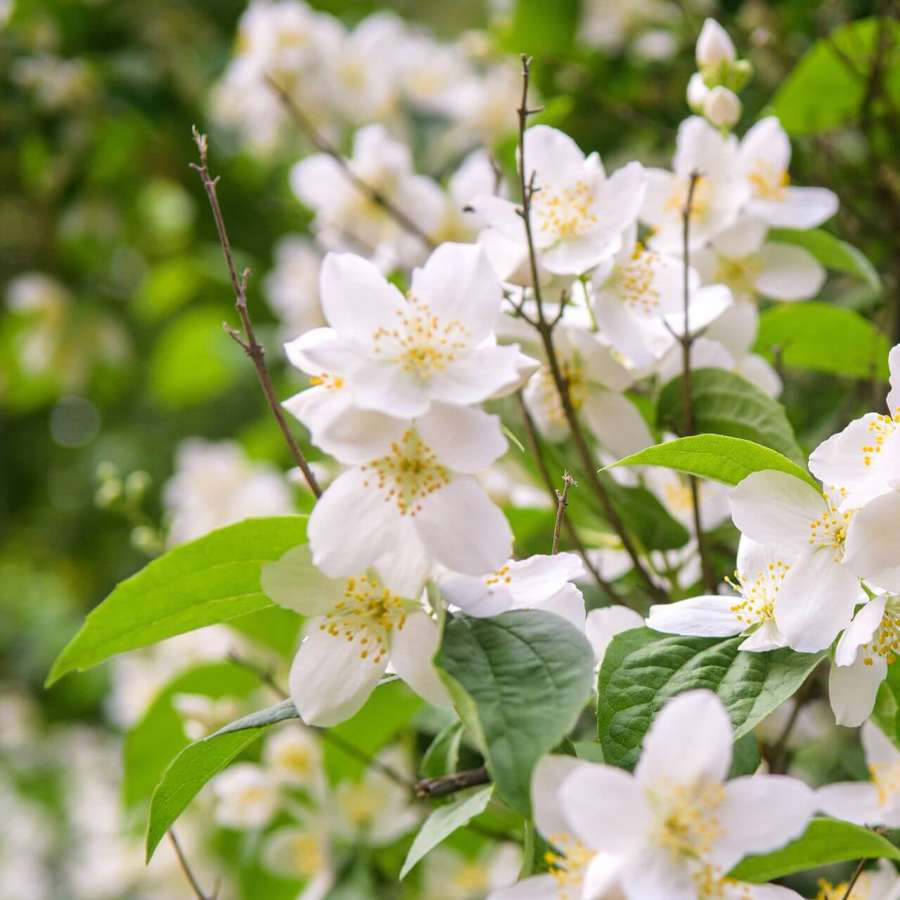 Lidl rebaja la planta que huele mejor que la gardenia y es ideal para decorar el balcón en primavera