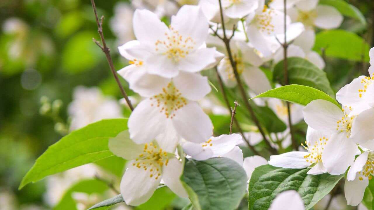 Lidl rebaja la planta que huele mejor que la gardenia y es ideal para decorar el balcón en primavera