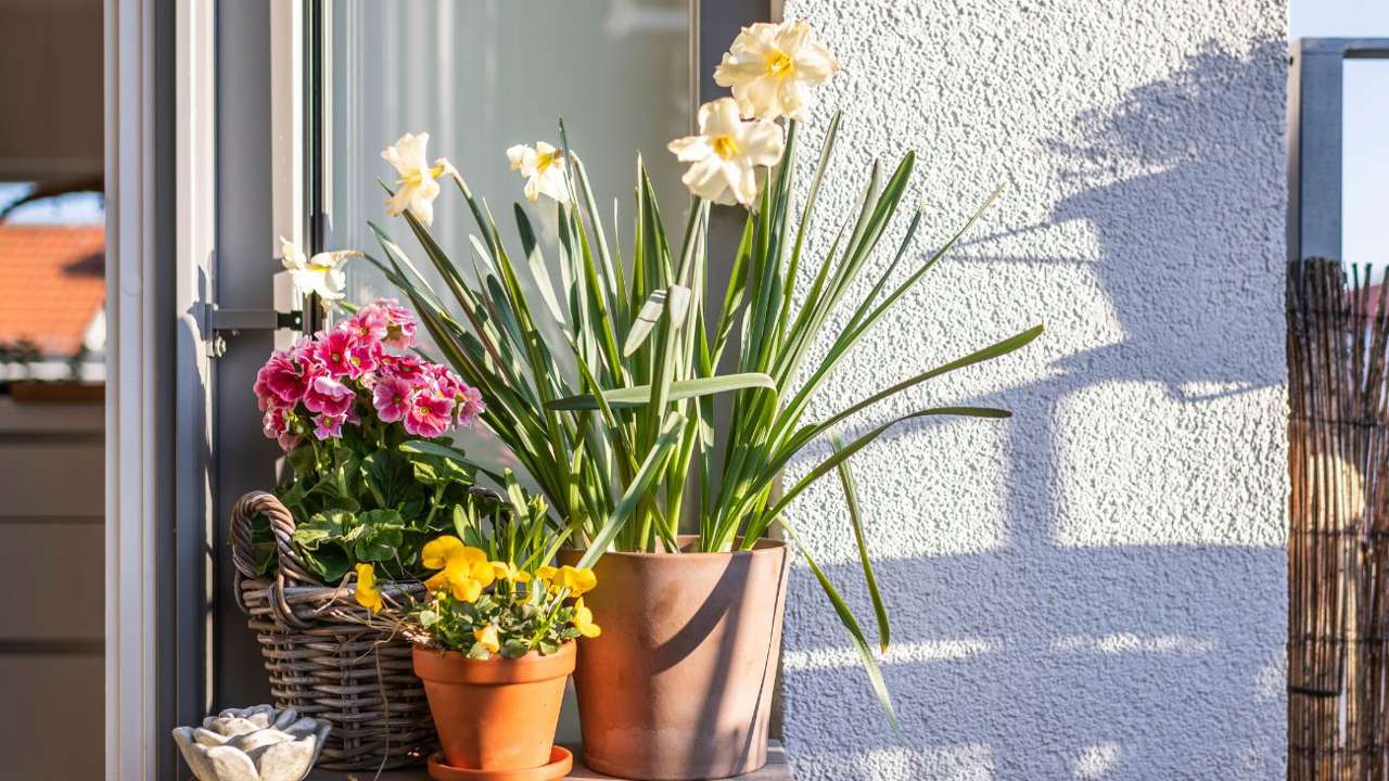 De la lavanda a la hortensia: 5 plantas con flor de LIDL para decorar tu balcón en primavera (desde 2 €)