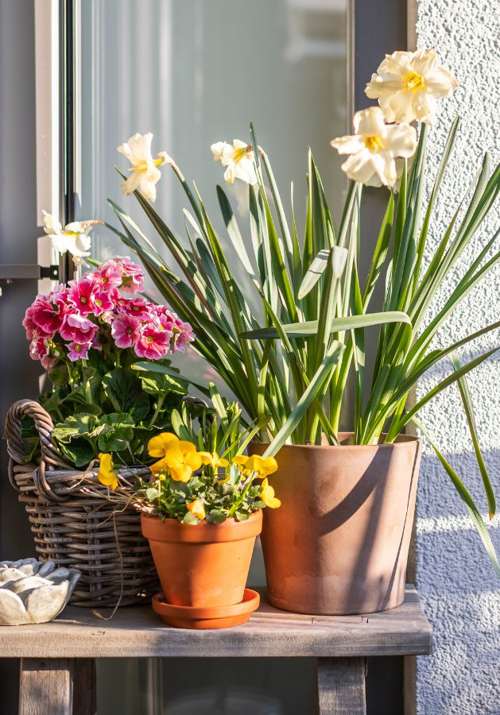 De la lavanda a la hortensia: 5 plantas con flor de LIDL para decorar tu balcón en primavera (desde 2 €)