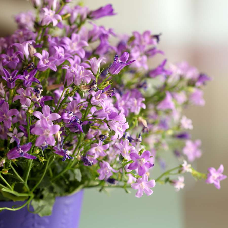La planta en oferta en Lidl más efectiva contra el pulgón: con flores aromáticas y por menos de 3€