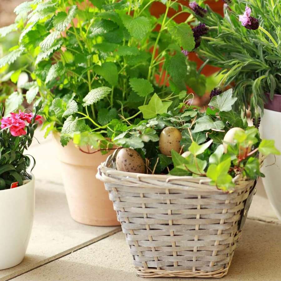 10 plantas de Lidl para decorar tu balcón o terraza desde 1€: con flor, suculentas y árboles mini