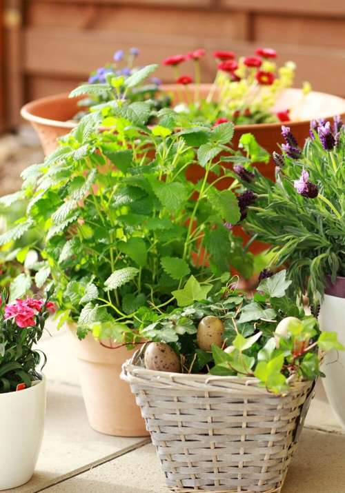 10 plantas de Lidl para decorar tu balcón o terraza desde 1€: con flor, suculentas y árboles mini