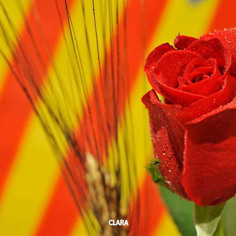 Imagen para hacer una dedicatoria personalizada de Sant Jordi